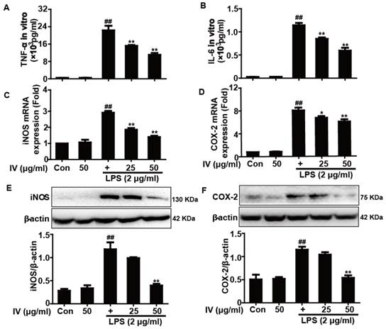 Int J Biol Sci Image