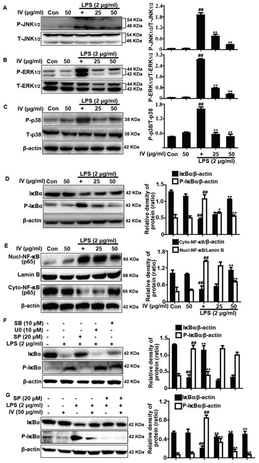 Int J Biol Sci Image