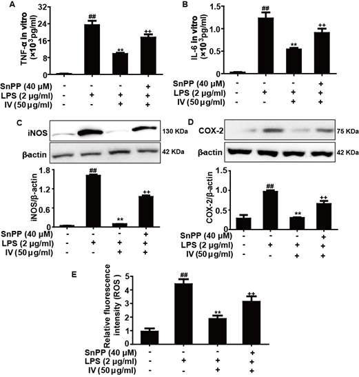 Int J Biol Sci Image