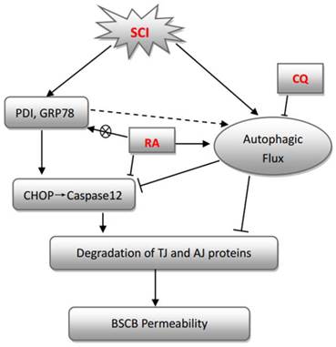 Int J Biol Sci Image