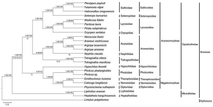 Int J Biol Sci Image