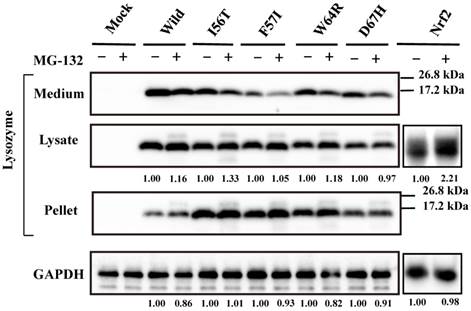 Int J Biol Sci Image