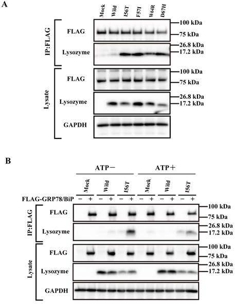 Int J Biol Sci Image