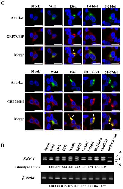 Int J Biol Sci Image