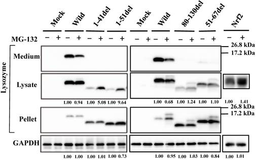 Int J Biol Sci Image