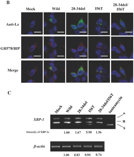 Int J Biol Sci Image