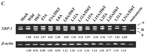 Int J Biol Sci Image