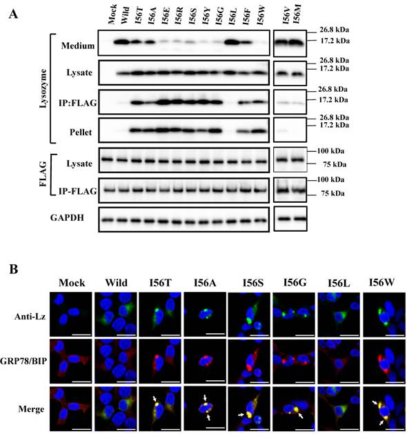 Int J Biol Sci Image