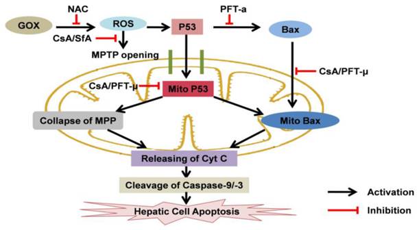 Int J Biol Sci Image