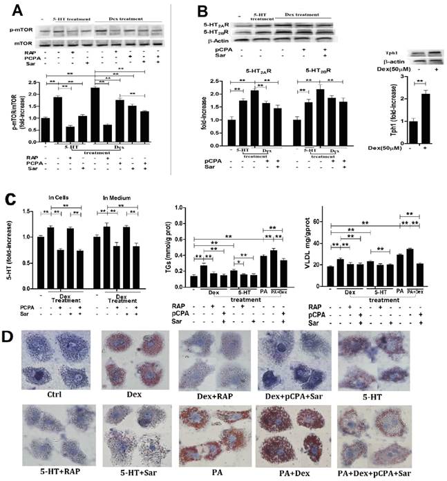 Int J Biol Sci Image