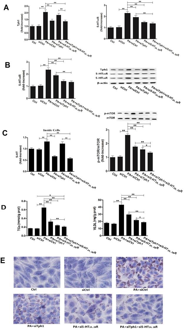 Int J Biol Sci Image