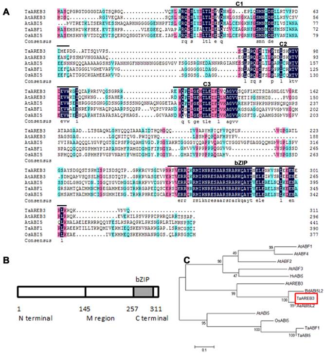 Int J Biol Sci Image