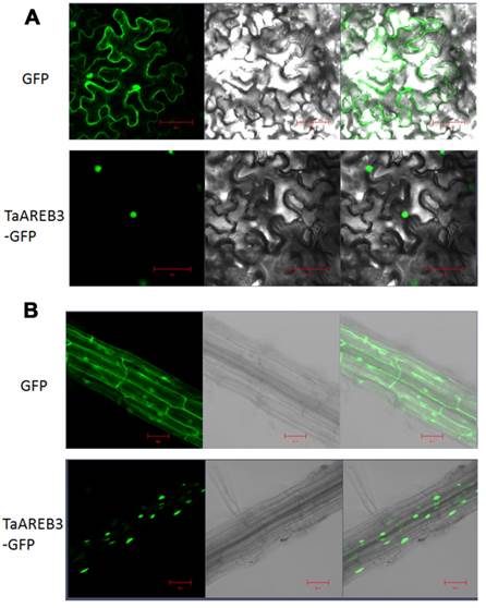 Int J Biol Sci Image