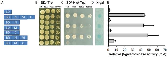 Int J Biol Sci Image