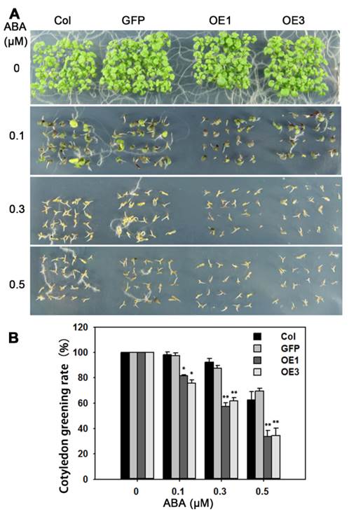 Int J Biol Sci Image