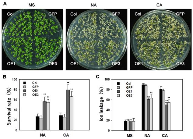 Int J Biol Sci Image