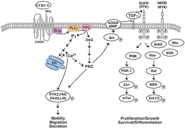 Int J Biol Sci Image