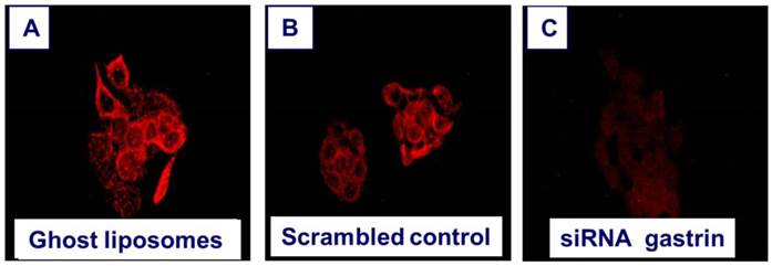 Int J Biol Sci Image