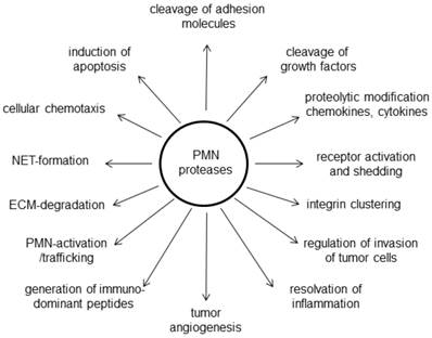 Int J Biol Sci Image