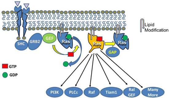 Int J Biol Sci Image