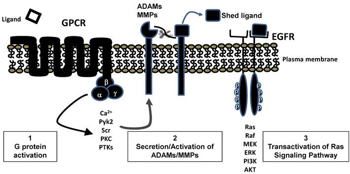 Int J Biol Sci Image