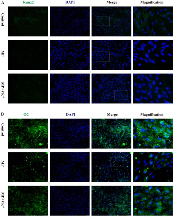 Int J Biol Sci Image