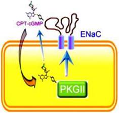 Int J Biol Sci Image