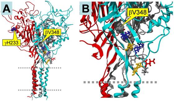 Int J Biol Sci Image