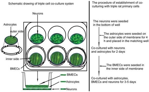 Int J Biol Sci Image