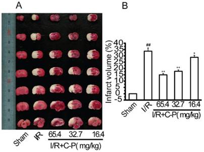 Int J Biol Sci Image