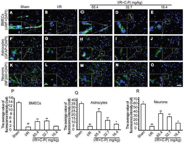 Int J Biol Sci Image