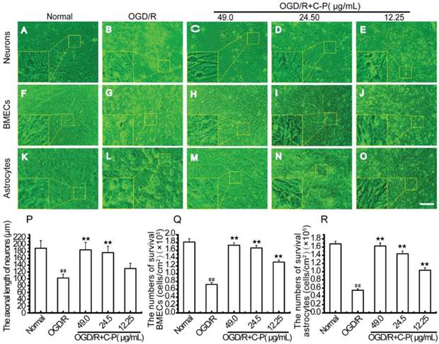 Int J Biol Sci Image