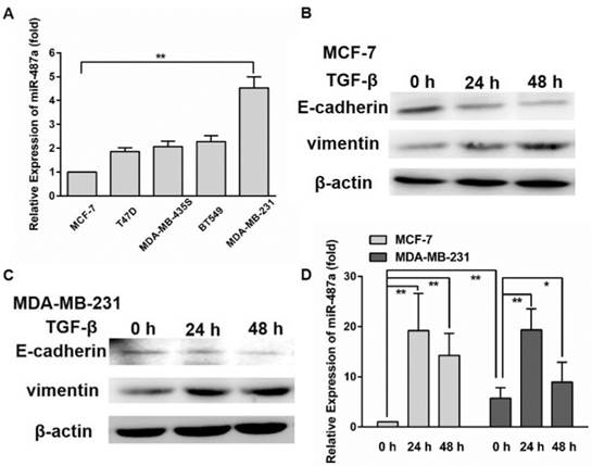 Int J Biol Sci Image