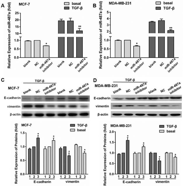 Int J Biol Sci Image