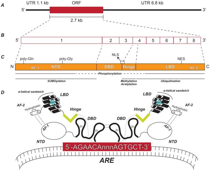 Int J Biol Sci Image