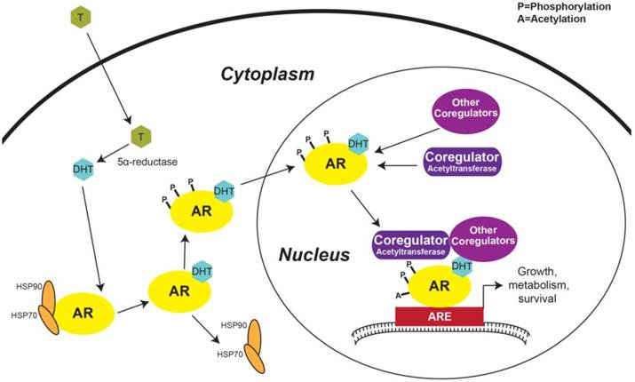 Int J Biol Sci Image