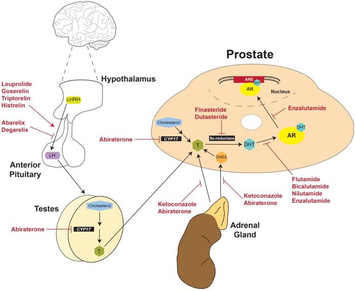 Int J Biol Sci Image