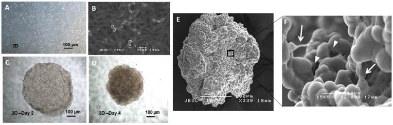 Int J Biol Sci Image