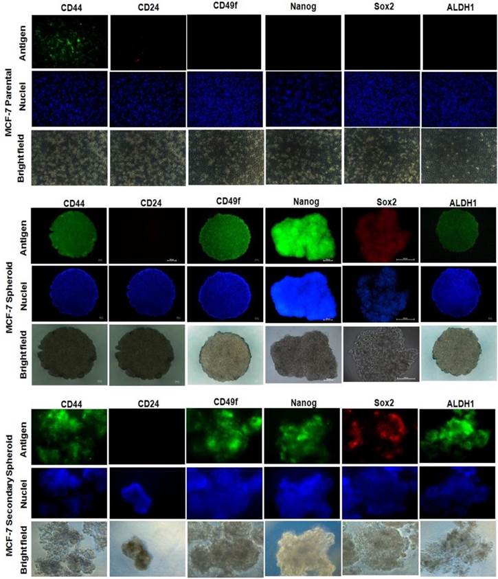 Int J Biol Sci Image