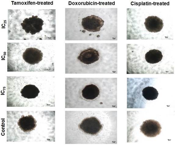 Int J Biol Sci Image