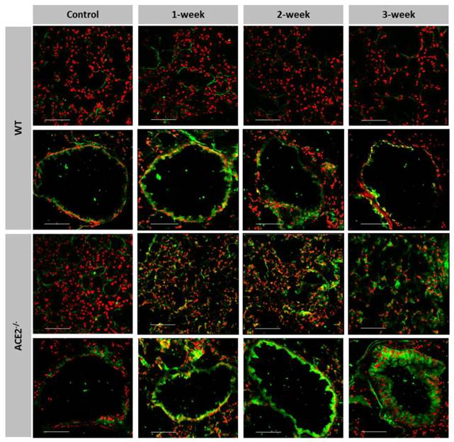 Int J Biol Sci Image