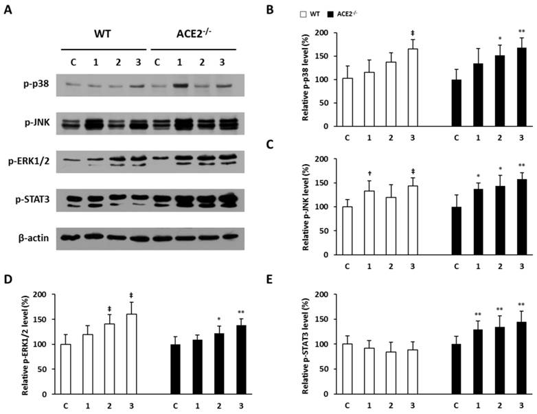 Int J Biol Sci Image