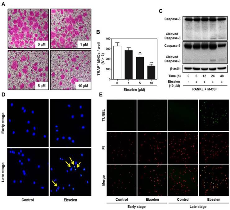 Int J Biol Sci Image