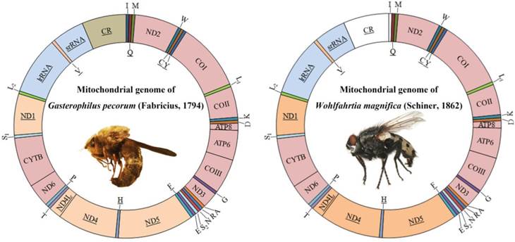 Int J Biol Sci Image