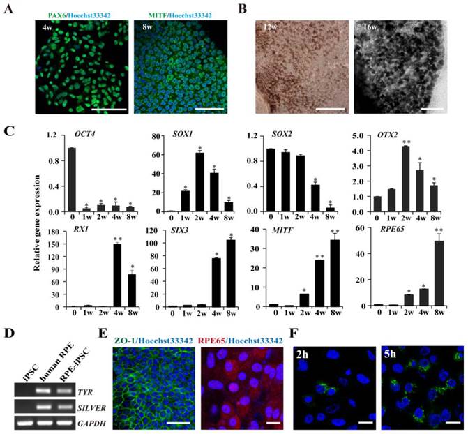 Int J Biol Sci Image