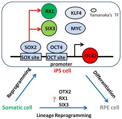 Int J Biol Sci Image