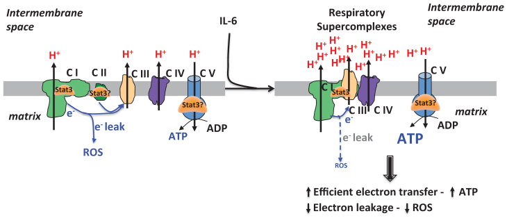 Int J Biol Sci Image