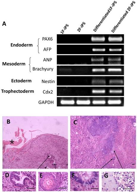 Int J Biol Sci Image