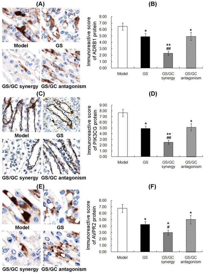 Int J Biol Sci Image