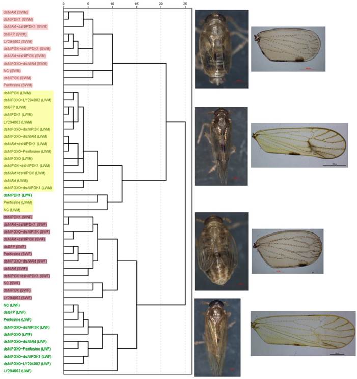 Int J Biol Sci Image